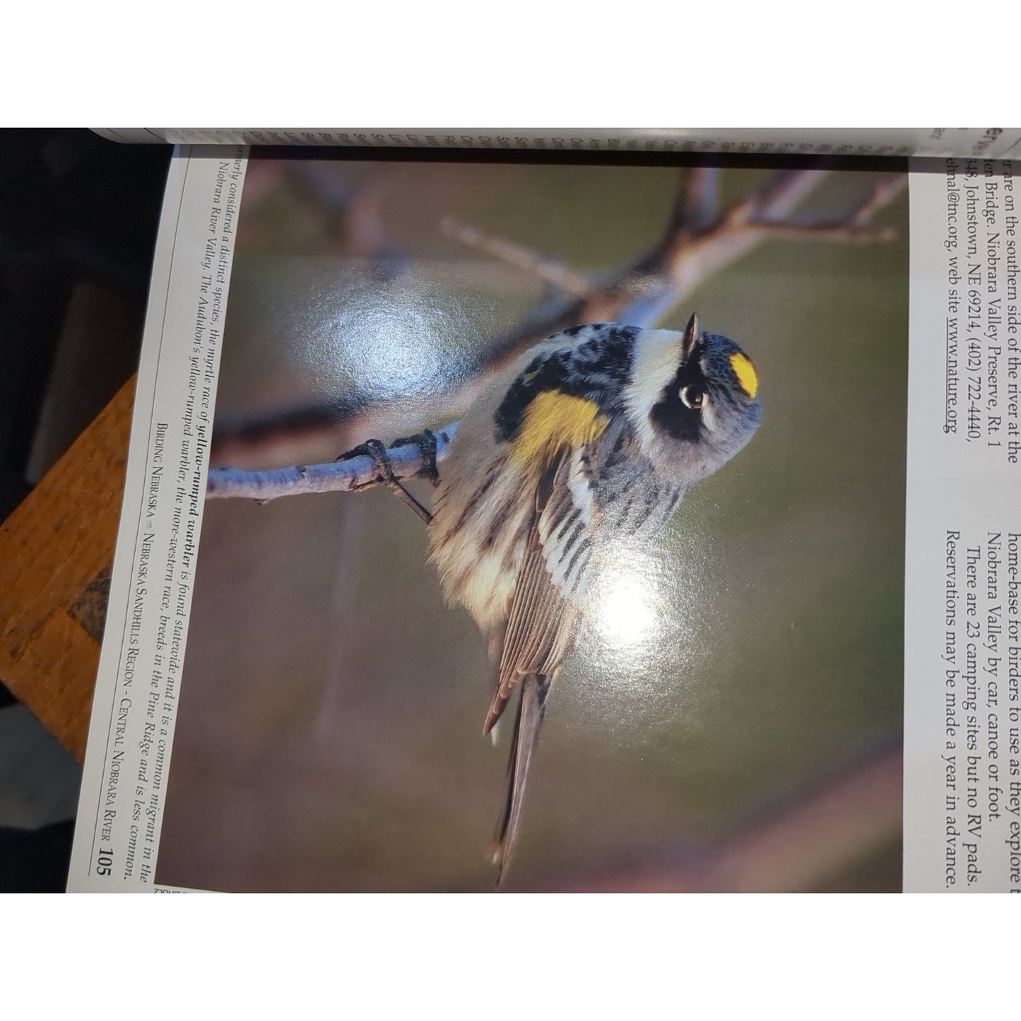 Birding Nebraska; Where to Find Hundreds of Species ...