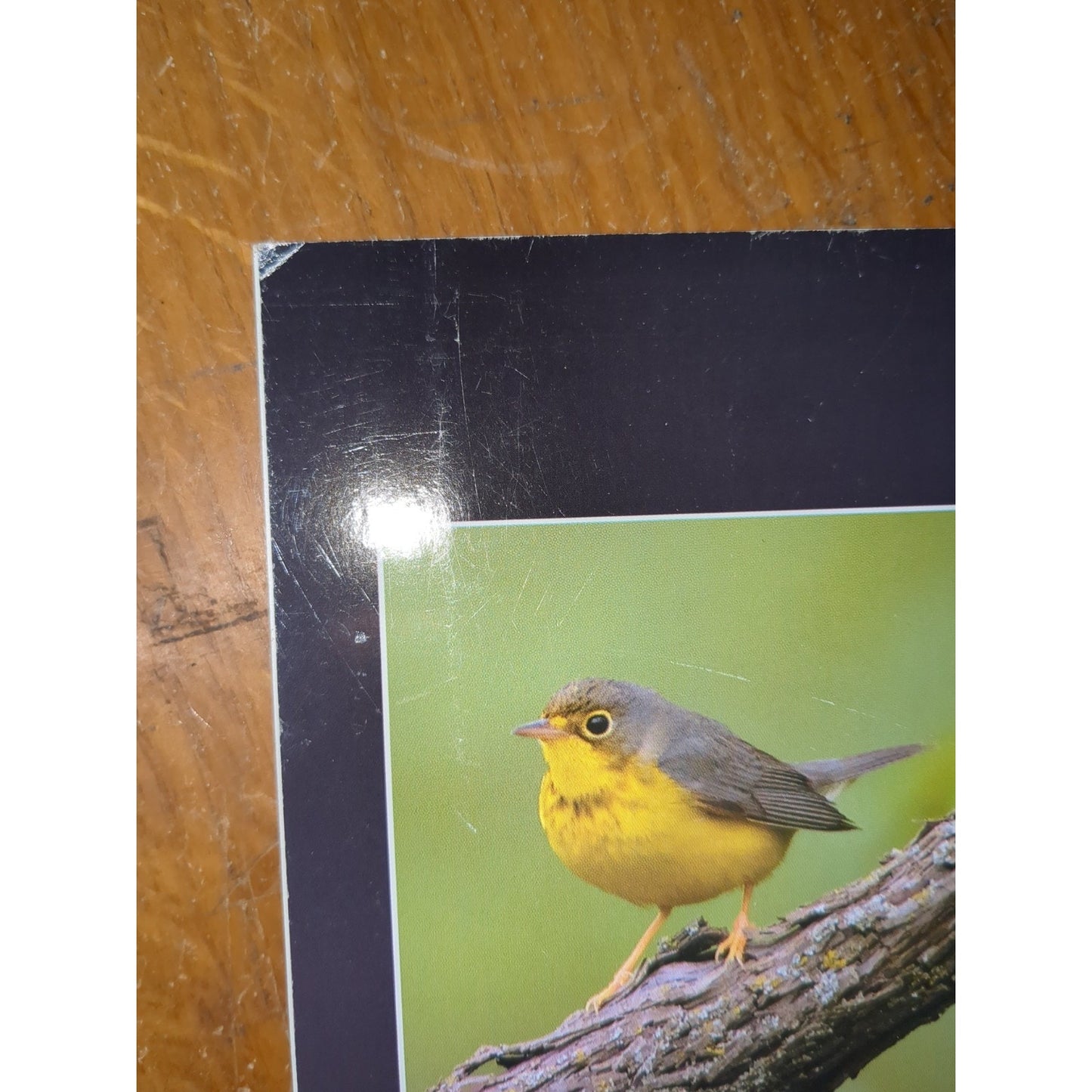 Birding Nebraska; Where to Find Hundreds of Species ...