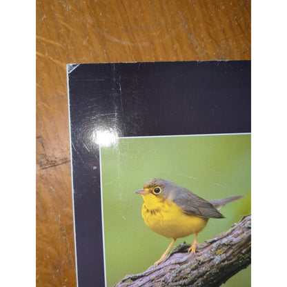 Birding Nebraska; Where to Find Hundreds of Species ...