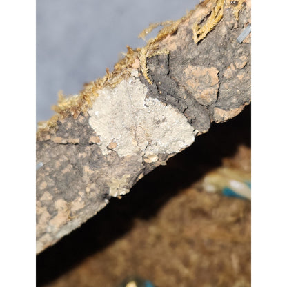 Vintage Celluloid Nativity in Wood Manger Holiday Trim Hong Kong