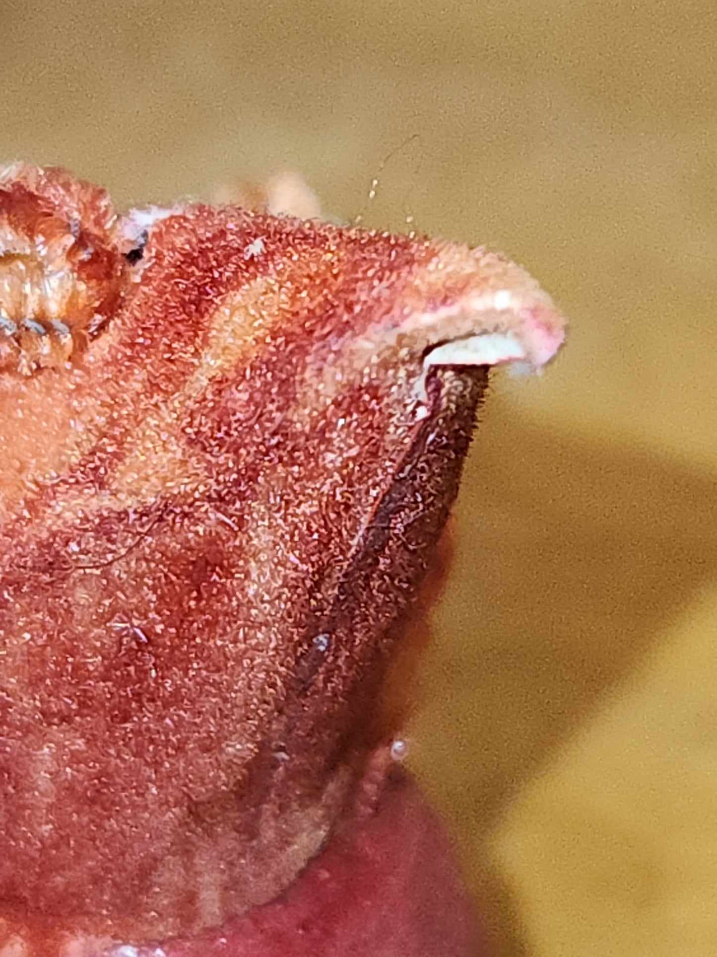 Vintage elf Gnome Santa Spun Cotton Holding Candle Japan AS IS elf67